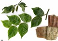 SpeciesSub: subsp. utilis SpeciesSub: subsp. utilis